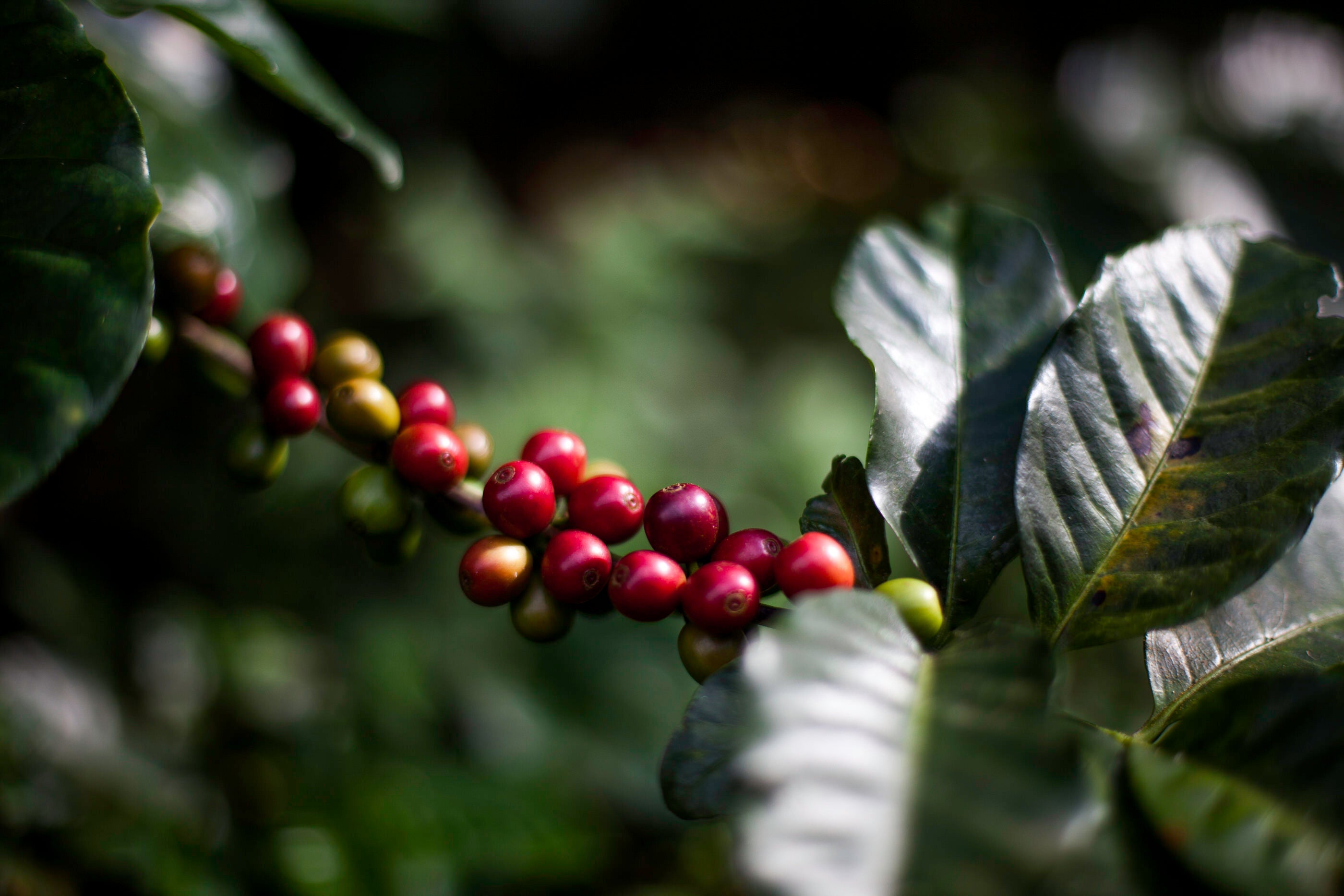 Sur Coffee Decorative Image
