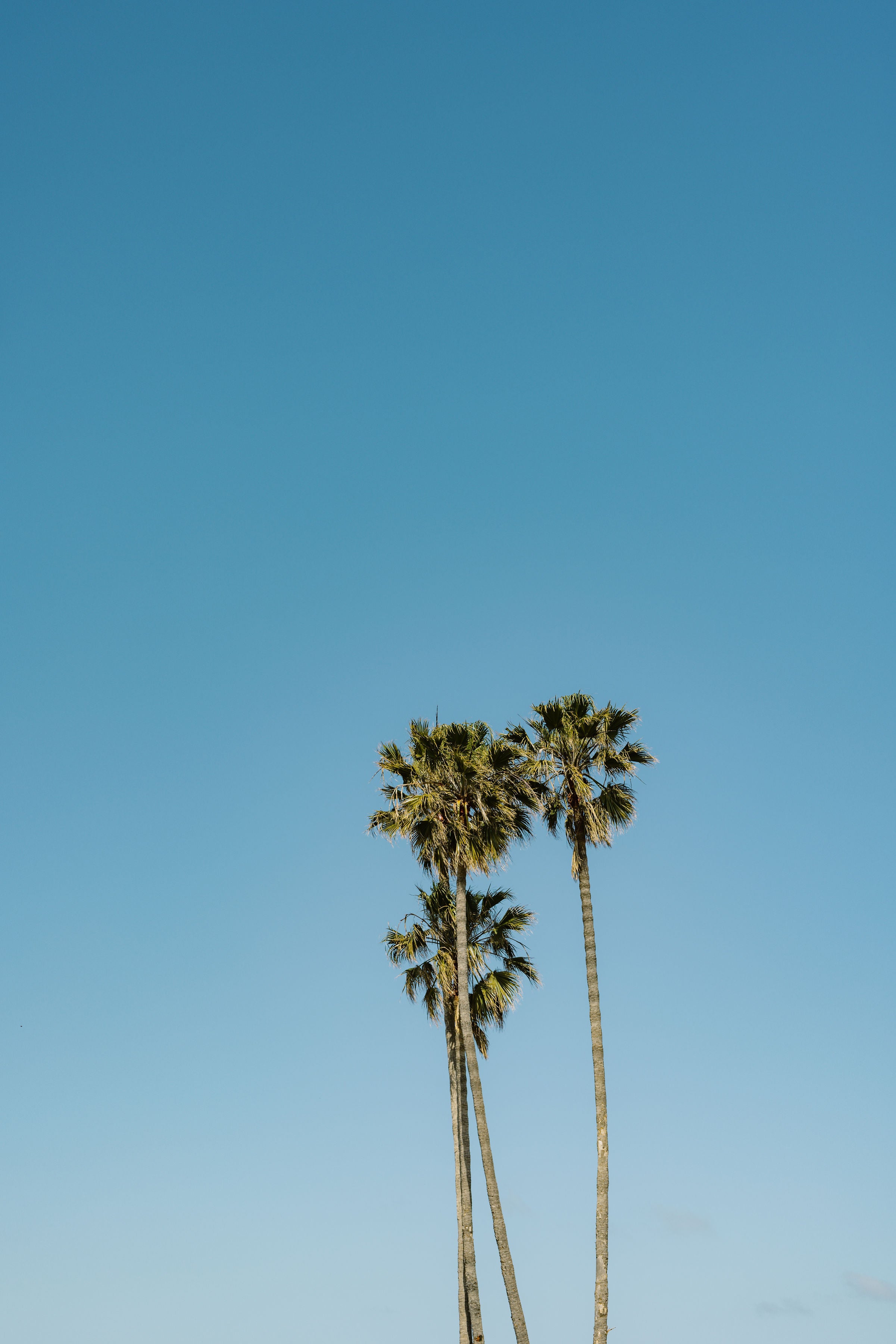 photo of palm trees in san diego