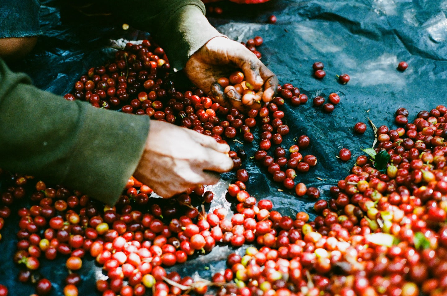 Hands sorting through red coffee berries on a dark surface