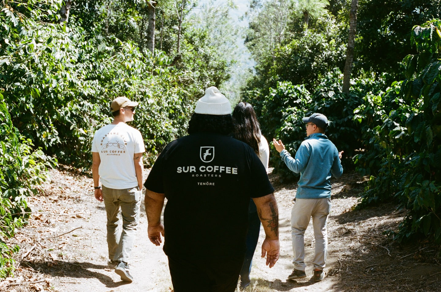 People walking through a coffee plantation with 'Sur Coffee' branded shirts.