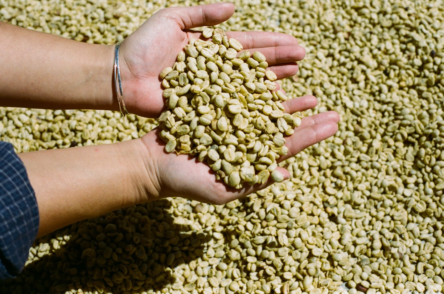 Hands holding green coffee beans with a background of more coffee beans